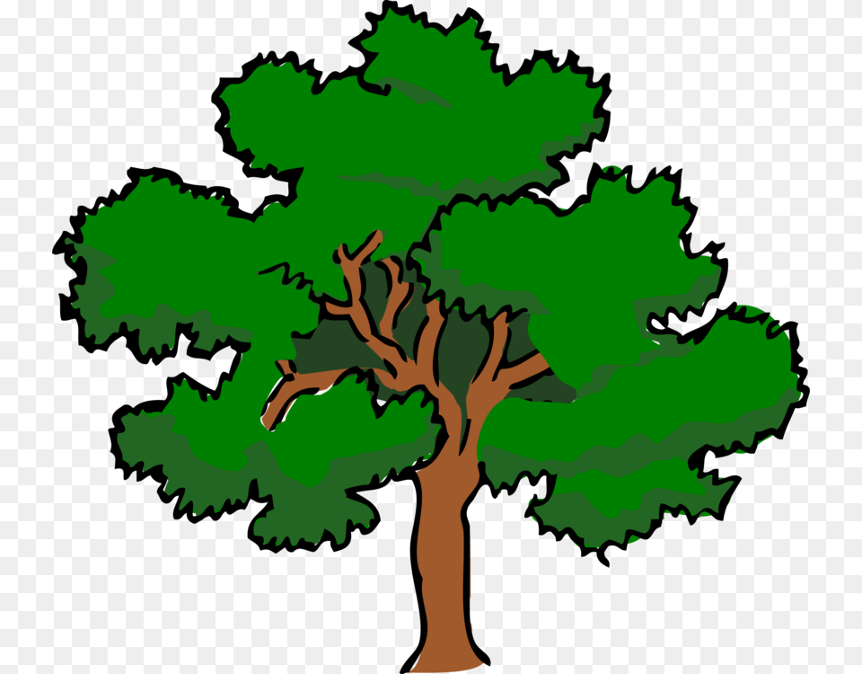 Swamp Spanish Oak Tree White Oak Northern Red Oak Woody Plant, Sycamore, Green, Vegetation, Person Png Image