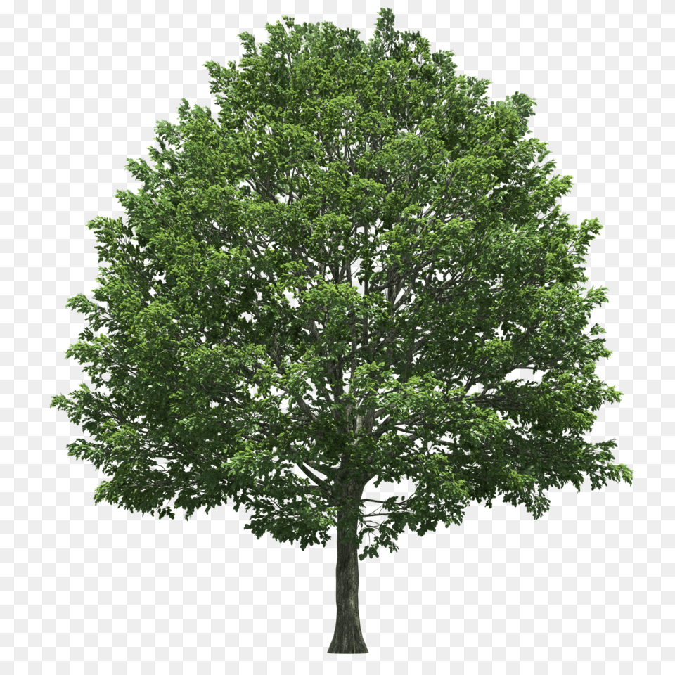 Swamp Trees Transparent Clipart Tree Top View Isometric, Oak, Plant, Sycamore, Tree Trunk Free Png