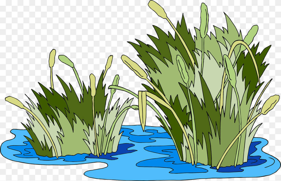 Swamp Vector Marsh Grass Pantano, Vegetation, Reed, Plant, Water Png