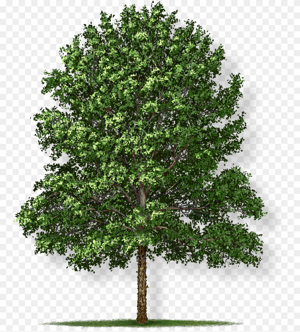 Swamp White Oak, Plant, Sycamore, Tree, Tree Trunk Png