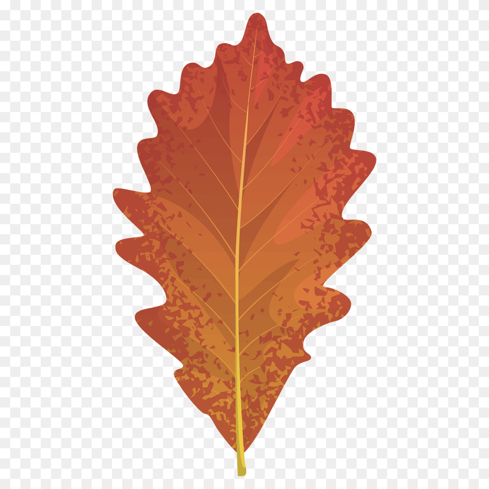 Swamp White Oak Autumn Leaf Clipart, Plant, Tree Png