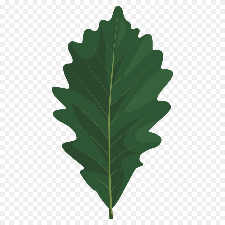 Swamp White Oak Summer Leaf Clipart, Plant, Tree, Food, Produce Free Transparent Png