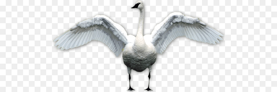 Swan, Animal, Bird, Goose, Waterfowl Free Png