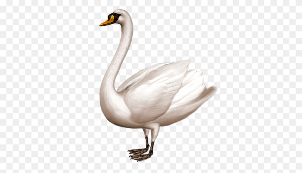 Swan, Animal, Bird Png Image