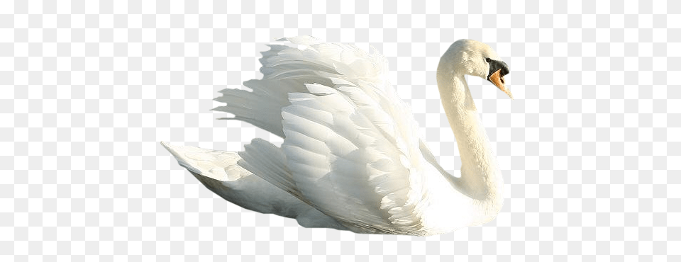 Swan, Animal, Beak, Bird, Fish Free Png