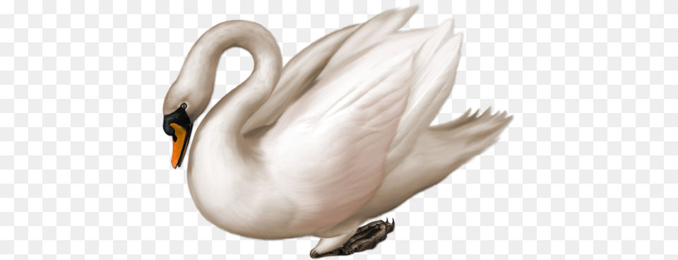 Swan, Animal, Bird Free Png