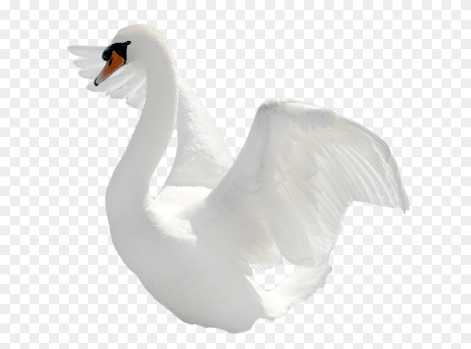 Swan, Animal, Bird Free Png Download