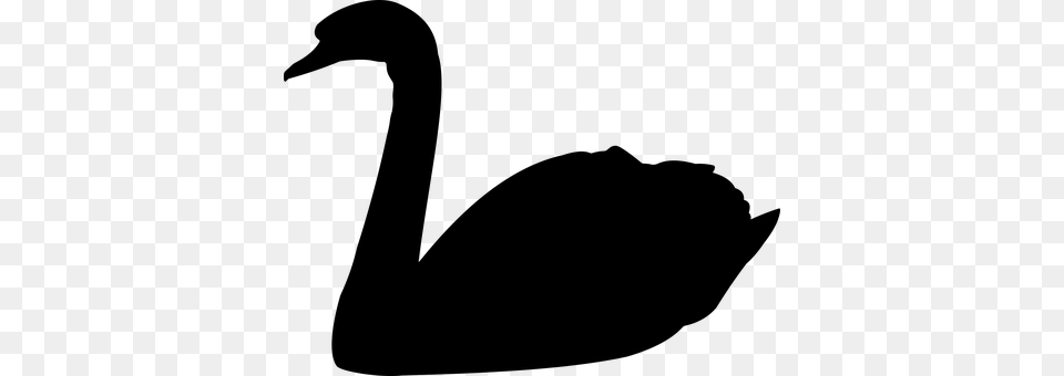 Swan Gray Png Image