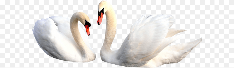 Swan, Animal, Bird Png