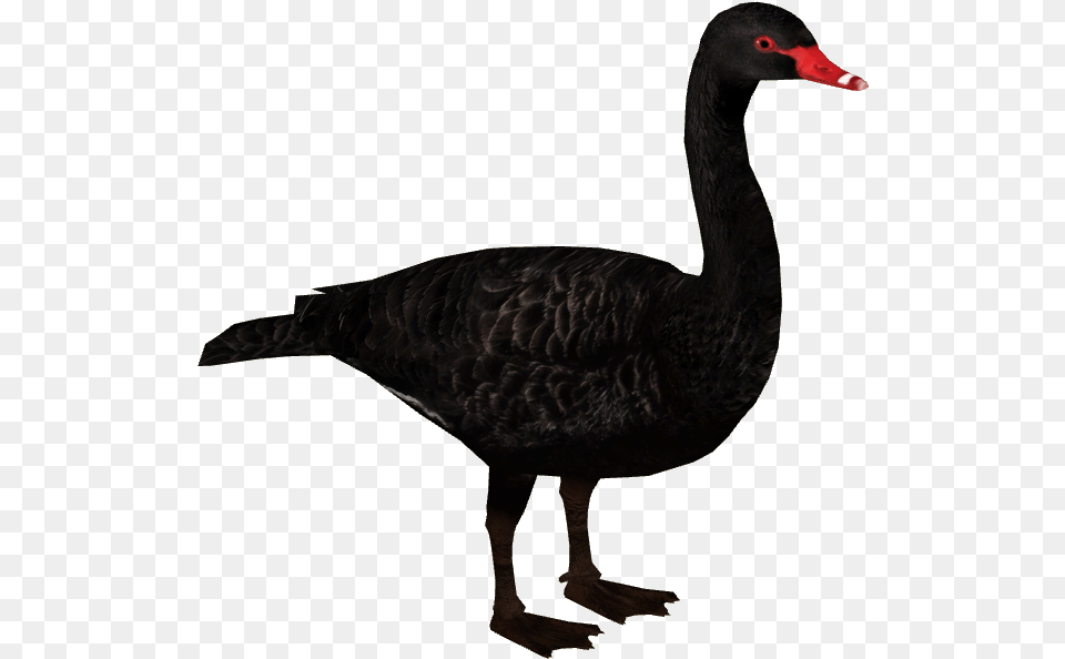 Swan, Animal, Bird, Waterfowl, Black Swan Free Png