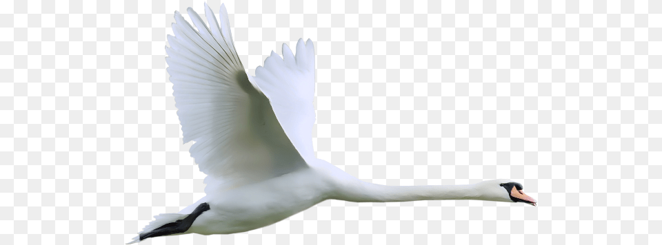 Swan, Animal, Bird, Waterfowl Free Png Download