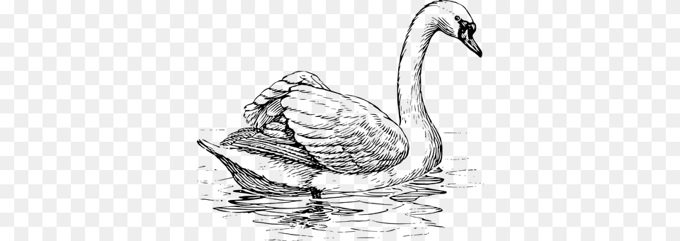 Swan Gray Png