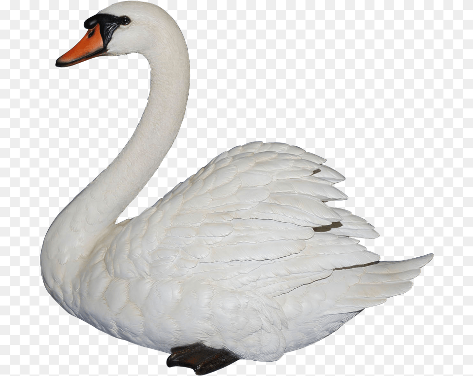 Swan, Animal, Bird Free Transparent Png