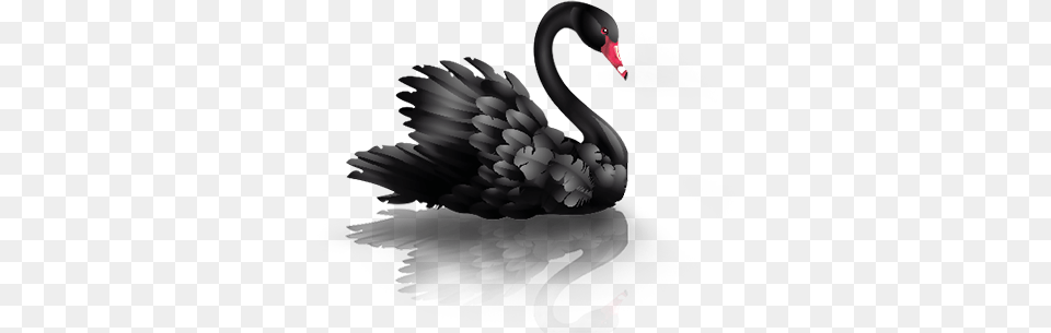 Swan, Animal, Bird, Waterfowl, Black Swan Free Png Download