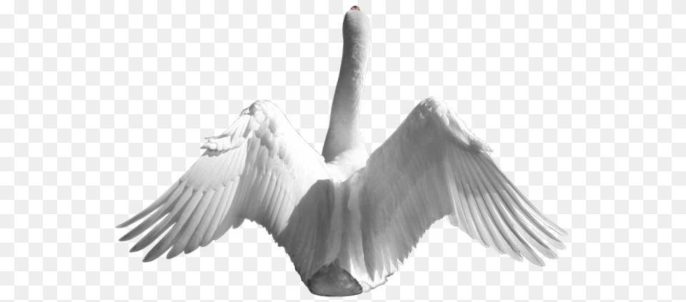 Swan, Animal, Bird, Waterfowl Png Image
