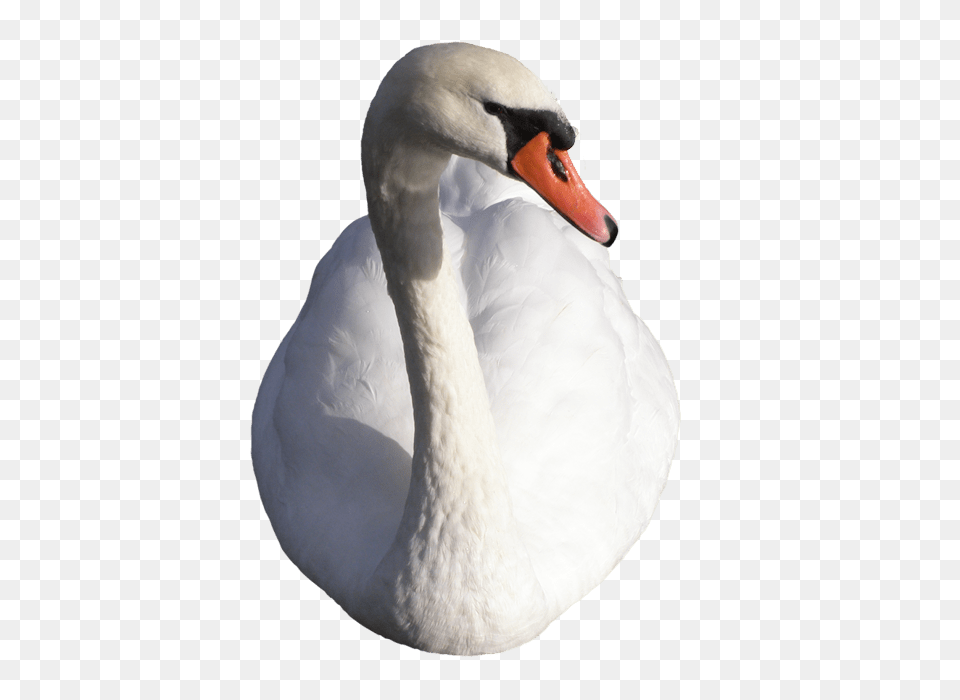 Swan, Animal, Bird Free Png Download