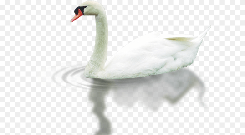 Swan, Animal, Bird Free Transparent Png