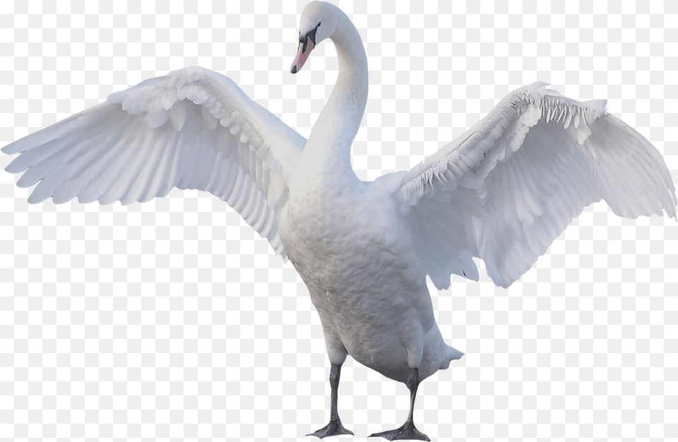 Swan, Animal, Bird, Waterfowl Png Image