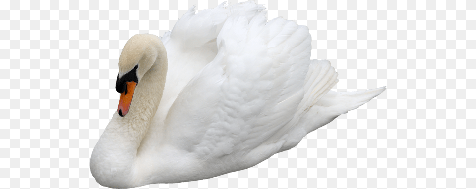 Swan, Animal, Bird Png