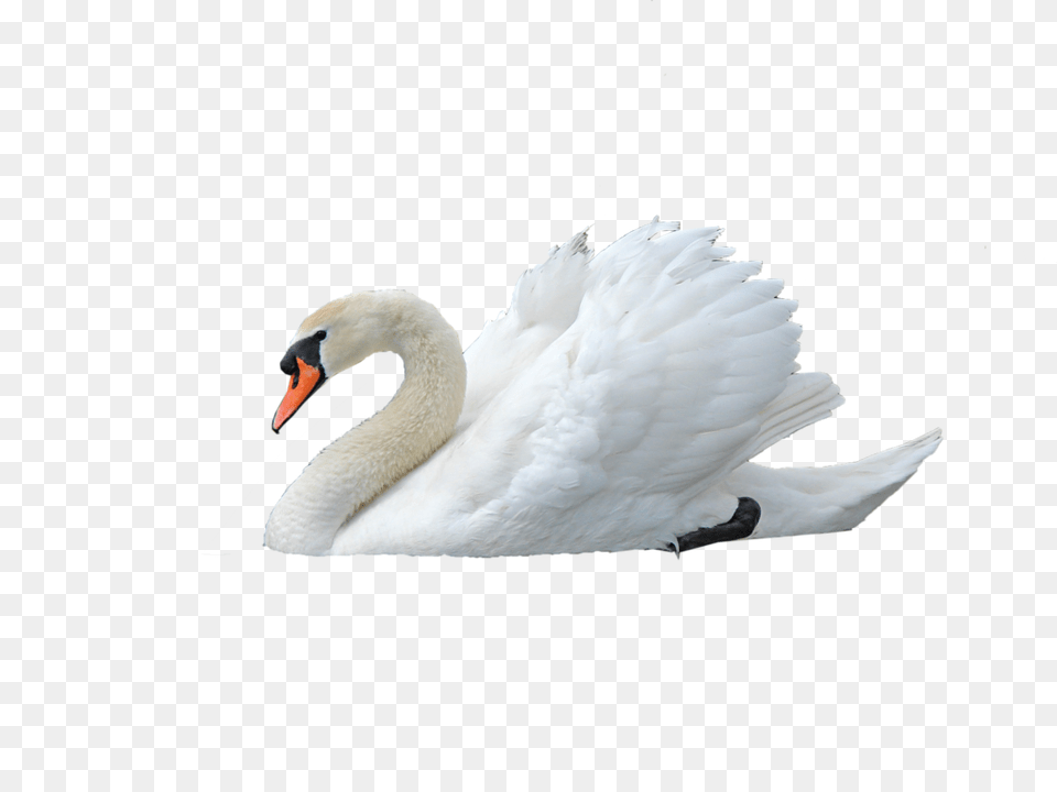 Swan, Animal, Bird Free Png