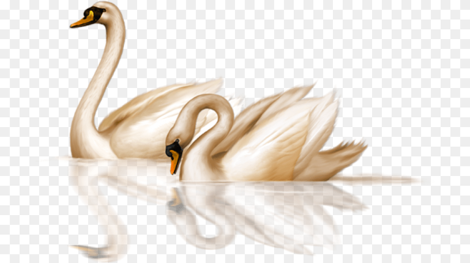 Swan, Animal, Bird Free Transparent Png