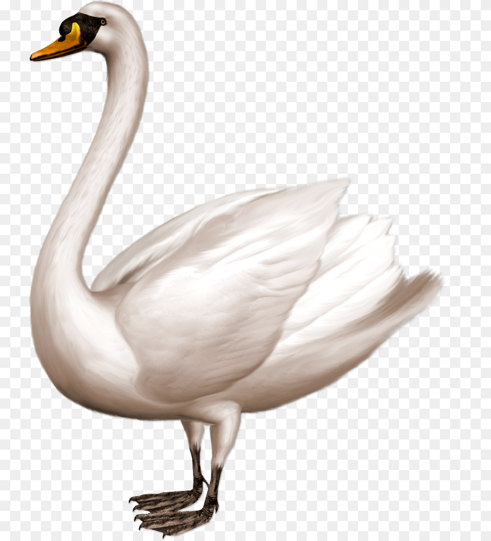 Swan, Animal, Bird, Waterfowl Free Png Download