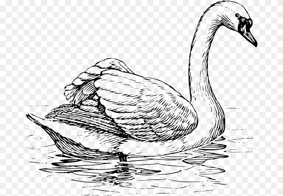 Swan, Gray Free Transparent Png
