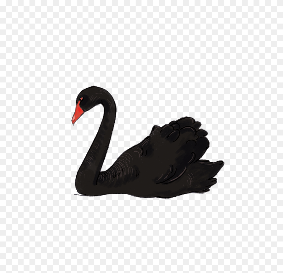 Swan, Animal, Bird, Waterfowl, Black Swan Free Png Download