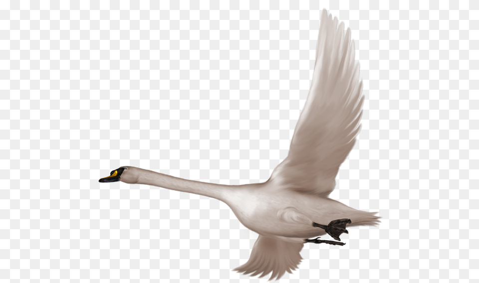 Swan, Animal, Bird Png