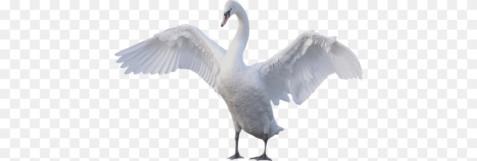 Swan, Animal, Bird, Waterfowl Png
