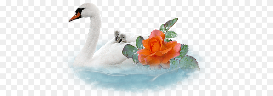 Swan Animal, Bird, Flower, Plant Png Image