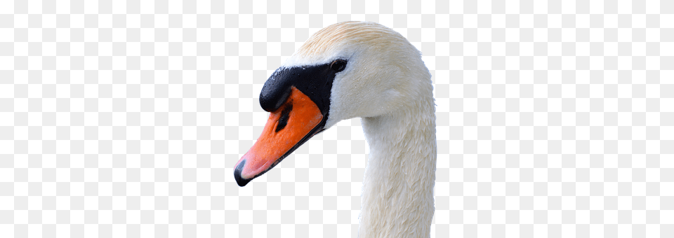 Swan Animal, Beak, Bird Png Image
