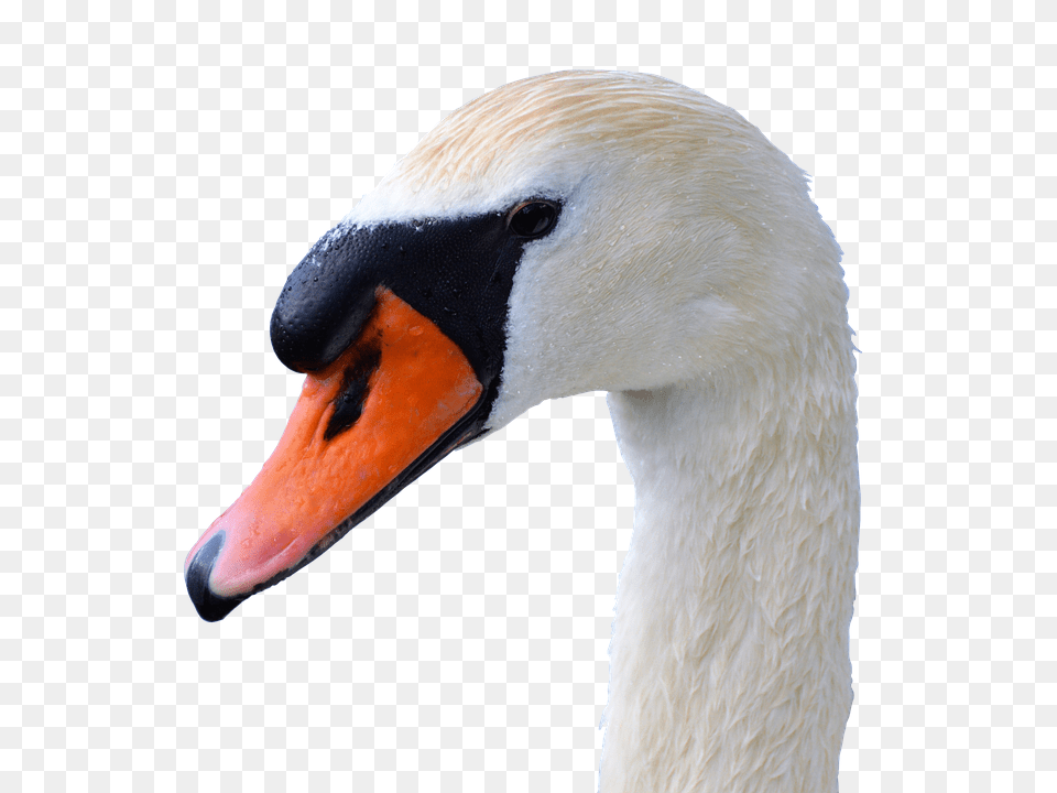 Swan Animal, Beak, Bird Free Png