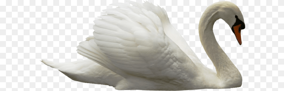 Swan, Animal, Bird Png