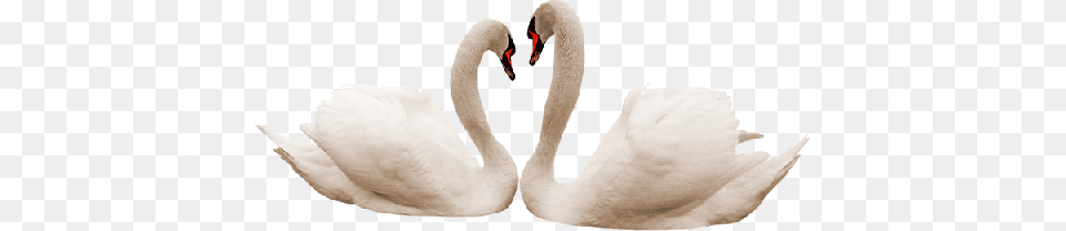 Swan, Animal, Bird Free Transparent Png