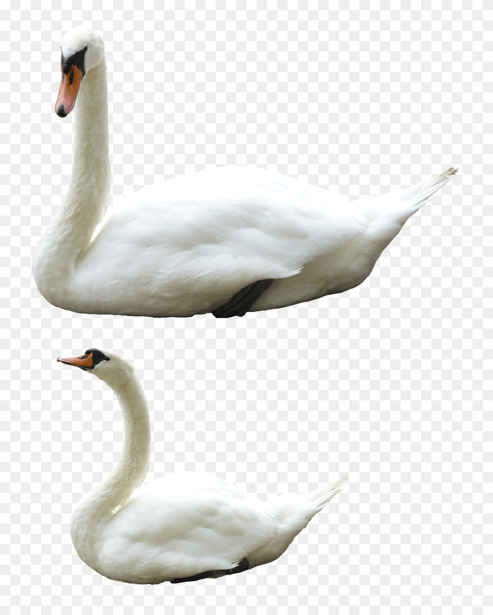 Swan, Animal, Bird Png