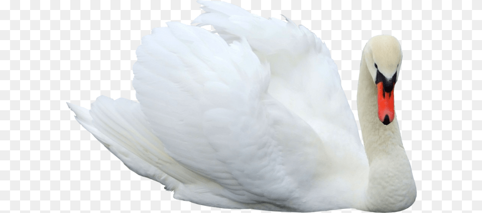 Swan, Animal, Bird Free Transparent Png