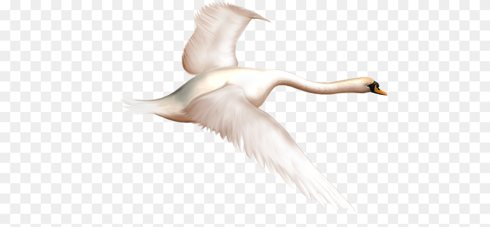 Swan, Adult, Animal, Female, Person Free Transparent Png