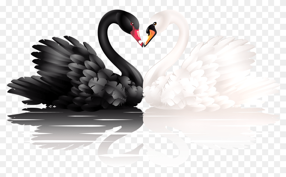 Swan, Animal, Beak, Bird, Waterfowl Free Transparent Png