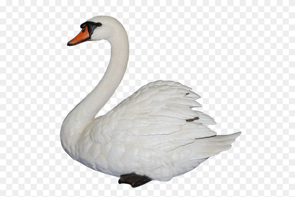 Swan, Animal, Bird Free Png