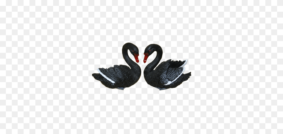 Swan, Animal, Bird, Waterfowl, Black Swan Png Image