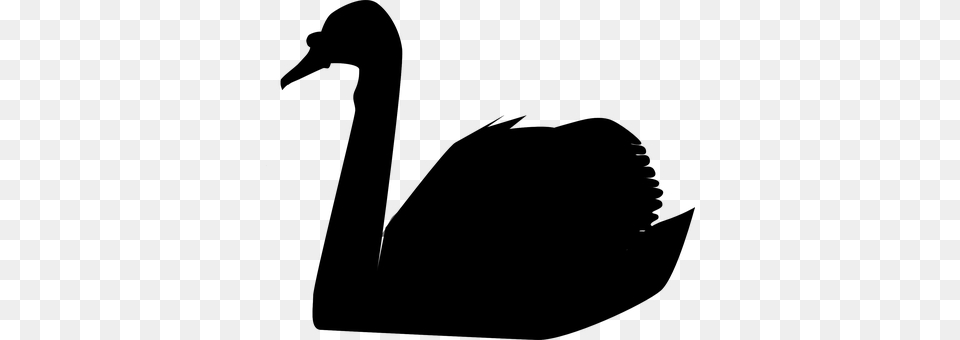 Swan Gray Png Image