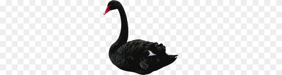 Swan, Animal, Bird, Waterfowl, Black Swan Png