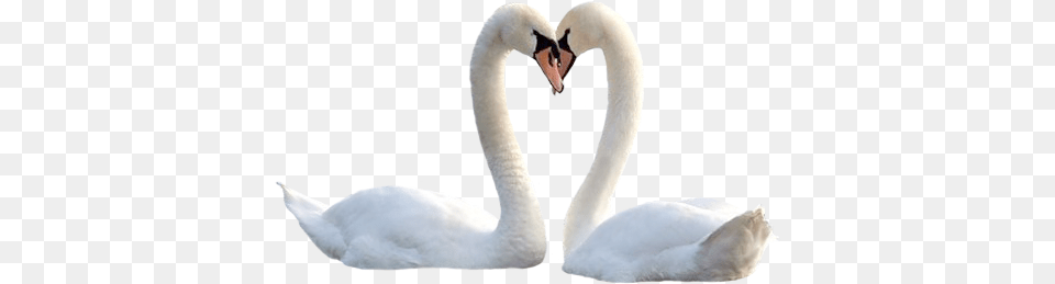 Swan, Animal, Bird, Fish, Sea Life Png Image
