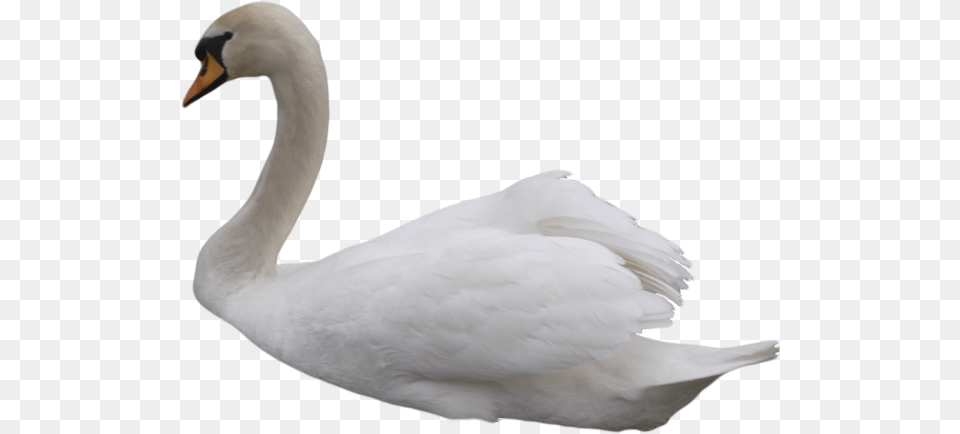 Swan, Animal, Bird Png Image