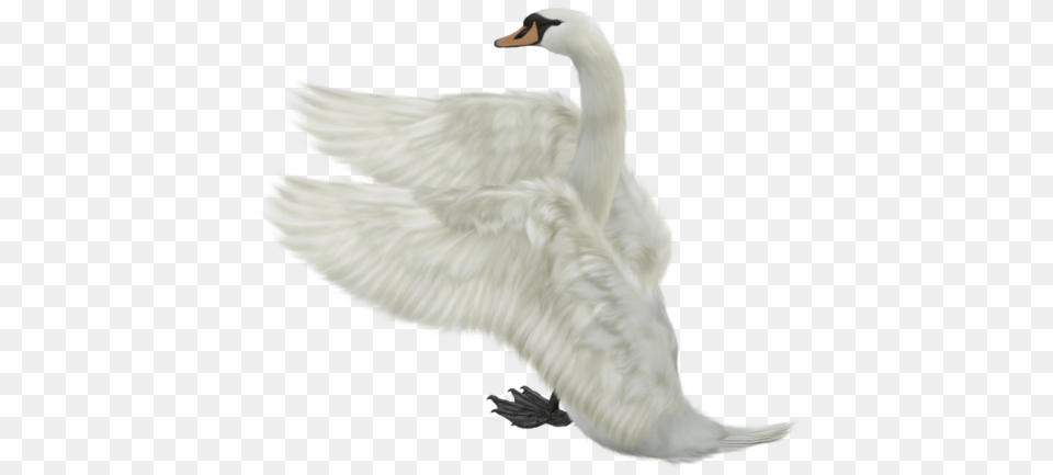 Swan, Animal, Bird Free Png