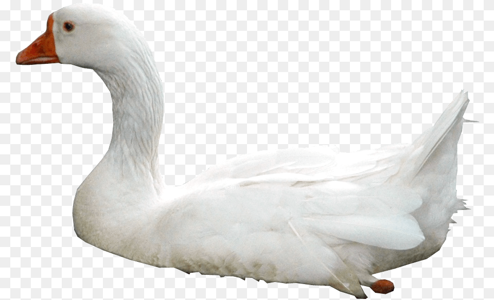 Swan, Animal, Bird, Goose, Waterfowl Png Image