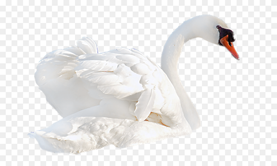 Swan, Animal, Bird, Beak Png Image