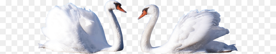 Swan, Animal, Bird Png