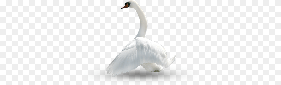 Swan, Animal, Bird, Adult, Bride Free Transparent Png